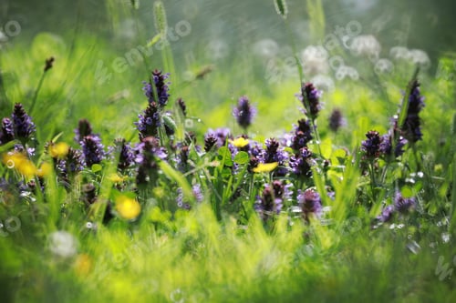 Preview: Wild Flower. Little Flowers On A Green Meadow Spring.