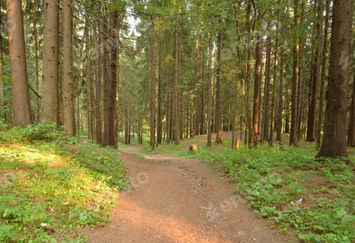 Preview: Pine Forest At Summer Day In The Karelian Isthmus, Russia.