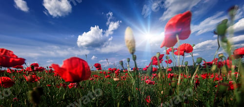 Preview: Sunset Over Field With Red Poppies