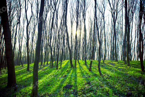 Preview: Beautiful Green Forest
