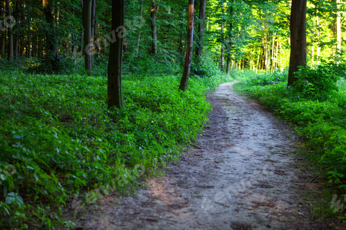 Preview: Beautiful Green Forest