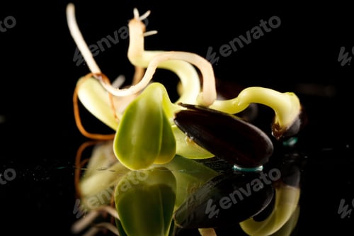 Preview: Sunflower Sprout