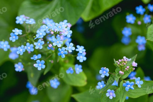 Preview: Macro Shot Of Beautiful The Little Blue Forget Me Not Flowers.