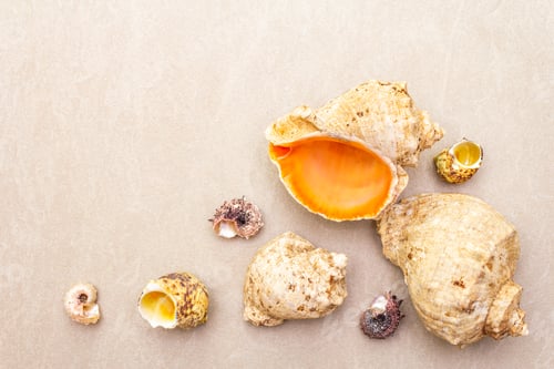 Preview: Seashells Summer Background. Lots Of Different Seashells Piled Together, Copy Space, Frame, Top