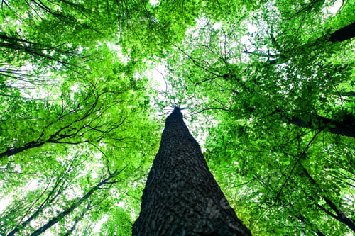 Preview: Forest Trees