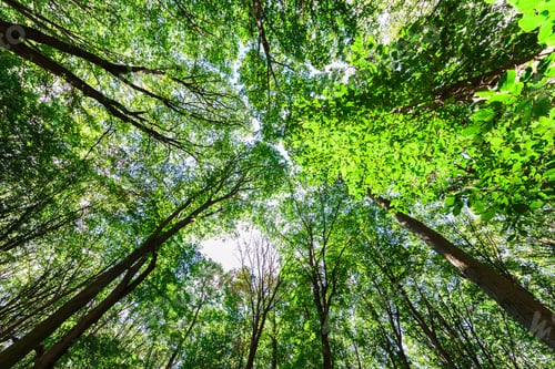 Preview: Forest Trees Nature Green Wood Sunlight Backgrounds