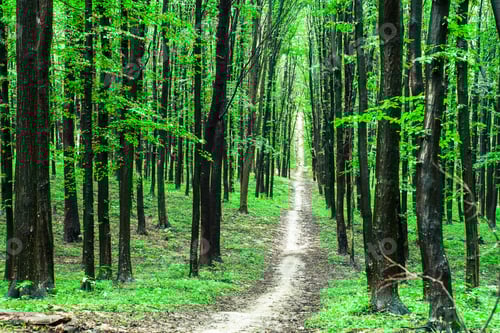 Preview: Beautiful Green Forest