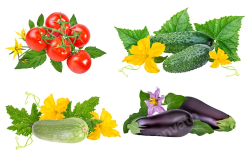 Preview: Tomato, Cucumber, Zucchini, Eggplant Isolated On White Background.Collection
