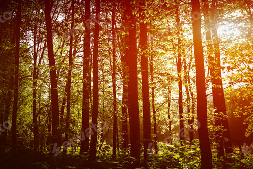 Preview: Beautiful Green Forest