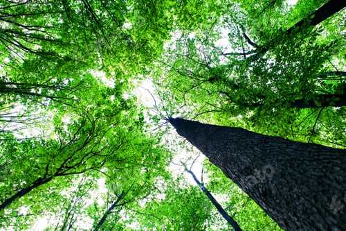 Preview: Forest Trees