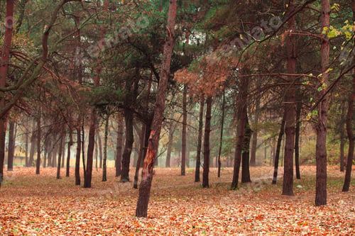 Preview: Autumn Forest Trees. Nature Green Wood Sunlight Backgrounds