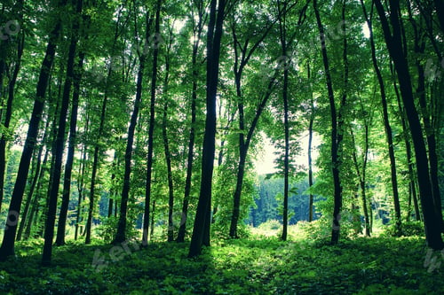 Preview: Beautiful Green Forest