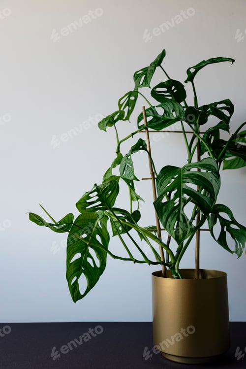 Preview: Monstera Monkey Mask Plant (Monstera Obliqua Or Monstera Adansonii) In Golden Flower Pot On Black