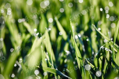 Preview: Young Sprouts Of Wheat, Closeup View. Nature Background