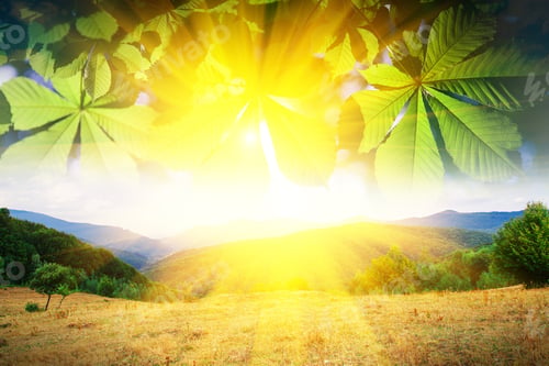 Preview: Pine Tree Forest