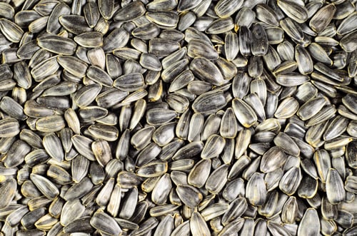 Preview: Texture Of The Roasted Sunflower Seeds For The Background