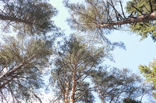 Vorschau: Die Wipfel immergrüner Bäume vor dem blauen Himmel