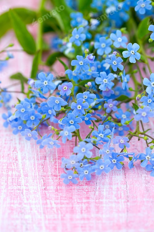 Preview: Forgetmenot Flowers On Wooden Surface