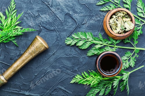 Preview: Healing Properties Of Wild Carrots In Herbal Medicine.Fresh Medicinal,Healing Plants.