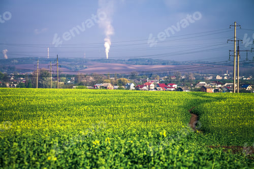 Preview: Green Grass Under Blue Sky