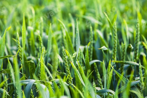 Preview: Green Grass Under Blue Sky