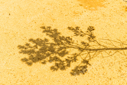 Preview: Midday Sun Casts A Shadow Of A Tree On Ground In Dry Climate. Close Up Of Yellow Desert Sand