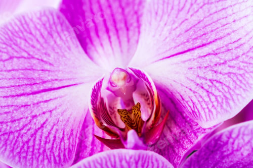 Preview: Violet Orchid Isolated On A White Background