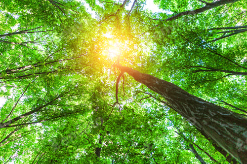 Preview: Beautiful Green Forest In Summer