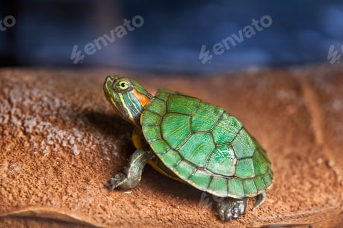 Preview: Small Turtle On Brown Stone
