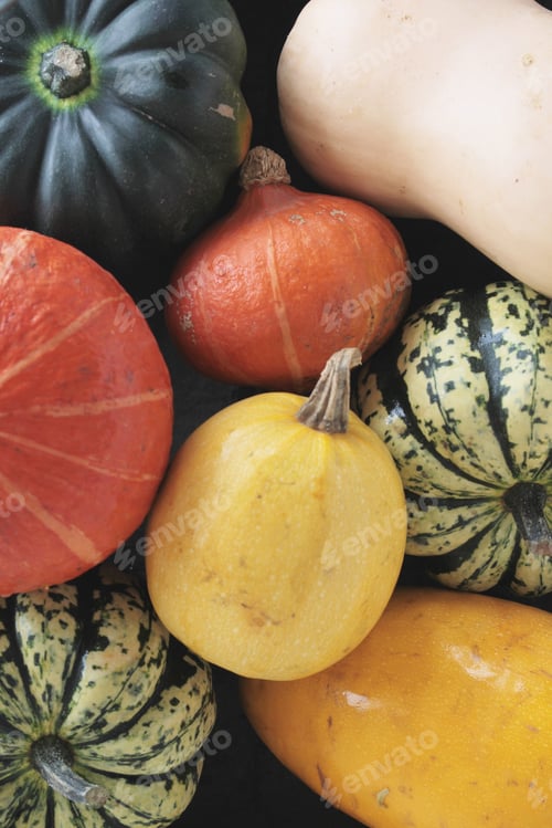 Preview: Squash Vegetable Selection
