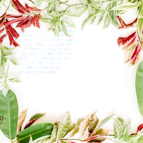 Visualização: Pétalas vermelhas e verdes e moldura de folhas em fundo branco. Flat Lay.