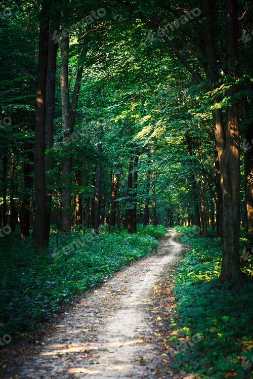 Preview: Beautiful Green Forest