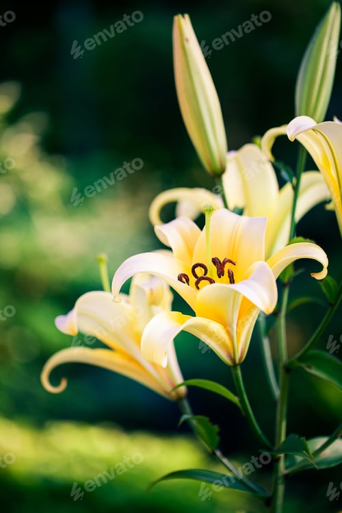 Preview: Yellow Lilies In The Keukenhof Park