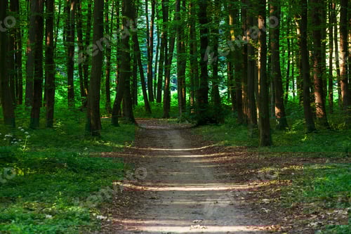 Preview: Beautiful Green Forest