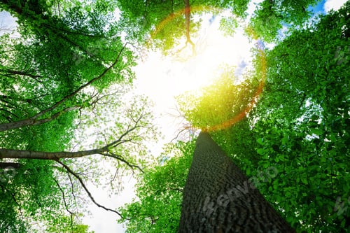 Preview: Forest Trees Nature Green Wood Sunlight Backgrounds