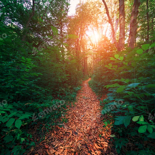 Preview: Beautiful Green Forest