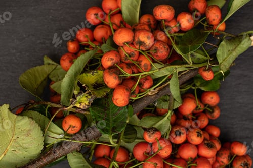 Preview: Lot Of Whole Wild Orange Rowanberry Flatlay On Grey Stone