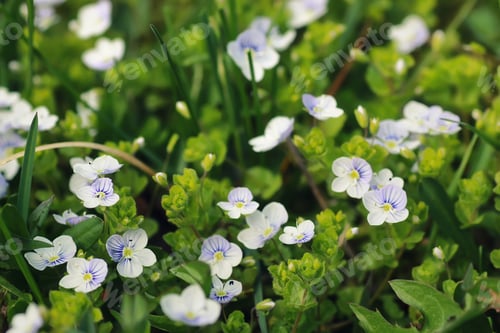 Preview: Spring Grass And Flower In A Field