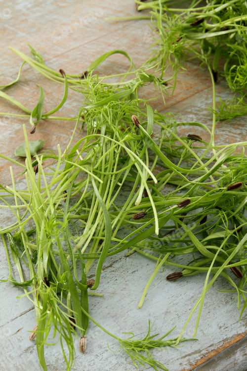 Preview: Fresh Micro Herbs