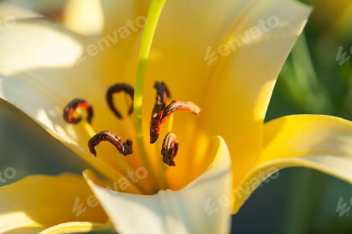 Preview: Yellow Lilies In The Keukenhof Park