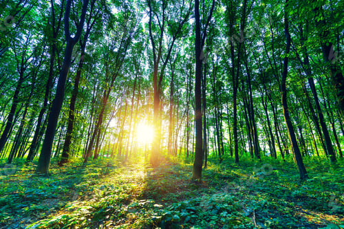 Preview: Beautiful Green Forest