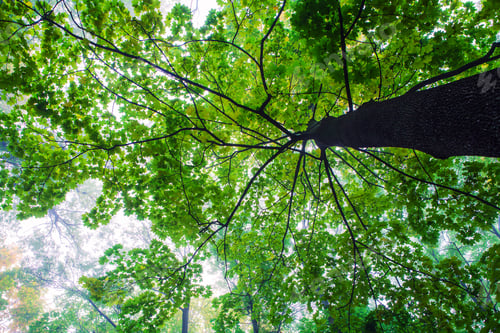 Preview: Forest Trees Nature Green Wood Sunlight Backgrounds