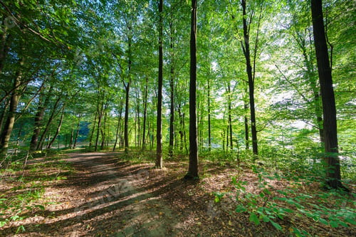 Preview: Beautiful Green Forest