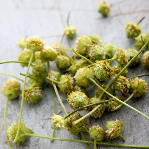Preview: Fresh Micro Herbs