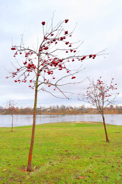 Preview: Rowanberry Tree With Red Berries In Autumn Park.