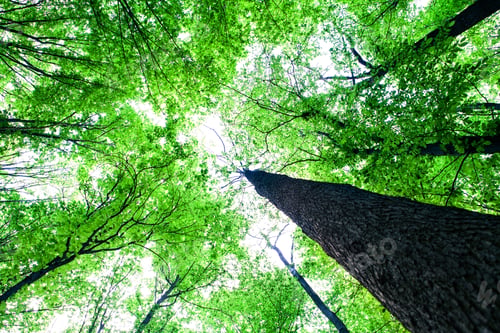 Preview: Forest Trees Nature Green Wood Sunlight Backgrounds