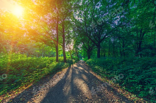 Preview: Beautiful Green Forest