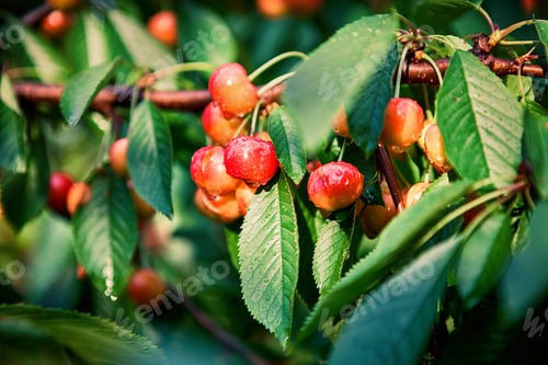 Preview: Cherry