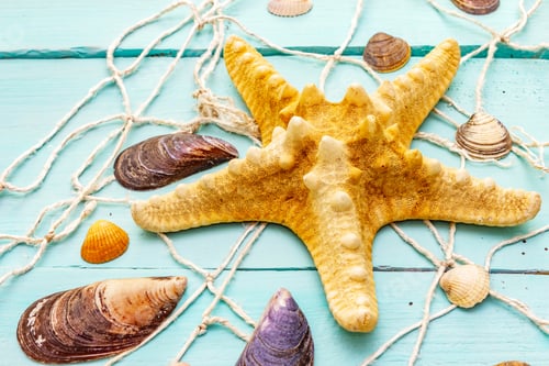 Preview: Seashells Summer Background. Lots Of Different Seashells Piled Together, Mussels, Starfish, Fishnet