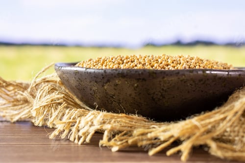 Preview: Lot Of Whole White Mustard Seeds On Grey Ceramic Plate On Jute Cloth With Green Wheat Field In